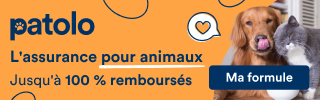Assurance chien patolo : 1 mois offert