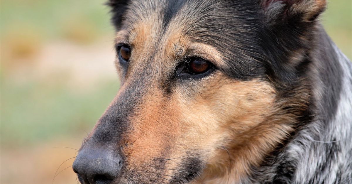 Chien croisé de type berger, vu de près