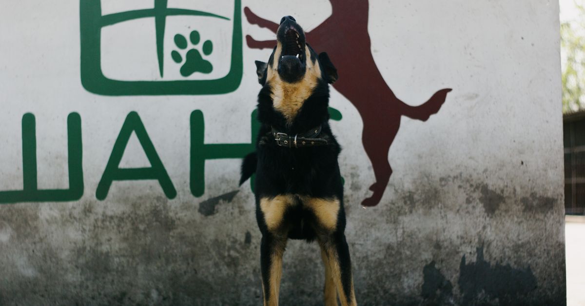 découvrez pourquoi votre chien aboie et apprenez des solutions efficaces pour mieux comprendre et gérer ses aboiements au quotidien.