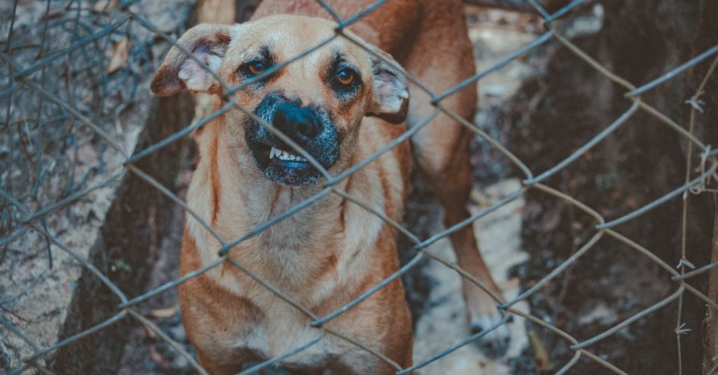 découvrez pourquoi un chien aboie, ce que ses aboiements peuvent signifier et comment mieux comprendre son comportement.