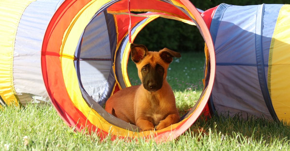 Chien brun à poil court assis dans un tunnel d’agilité coloré