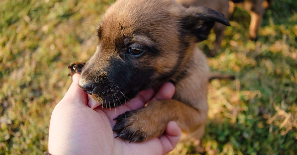 Chiot brun tenu au creux d’une main