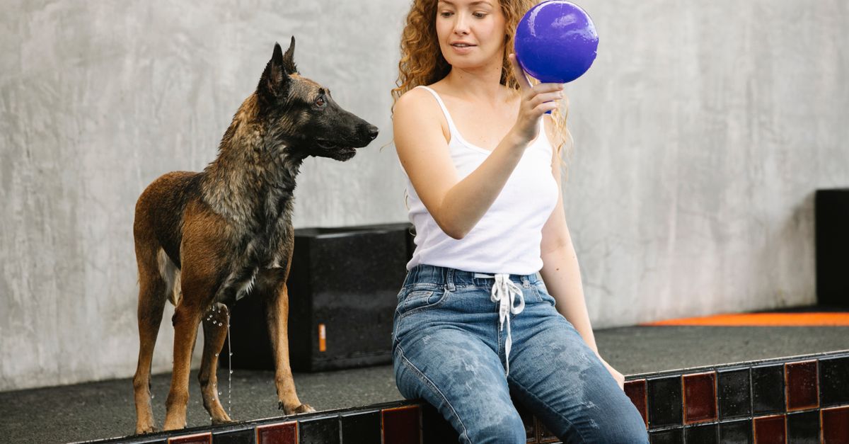 découvrez la taille du berger belge malinois : hauteur au garrot, poids moyen et différences entre mâles et femelles pour mieux connaître cette race.