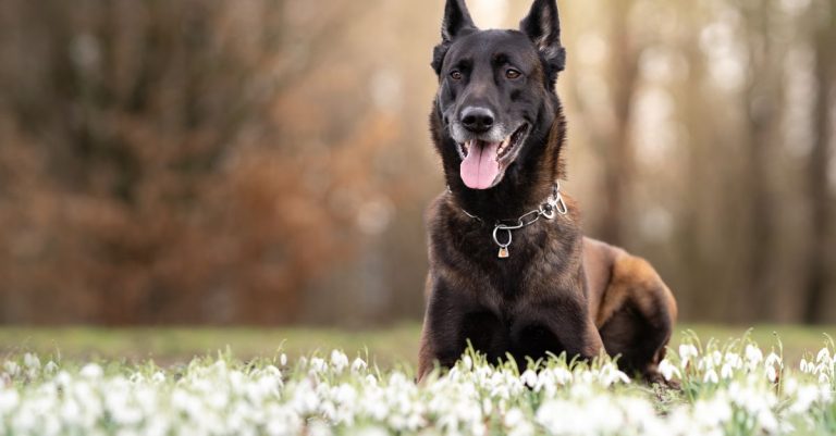 découvrez la taille du malinois belge : hauteur au garrot, poids moyen et différences entre mâles et femelles.