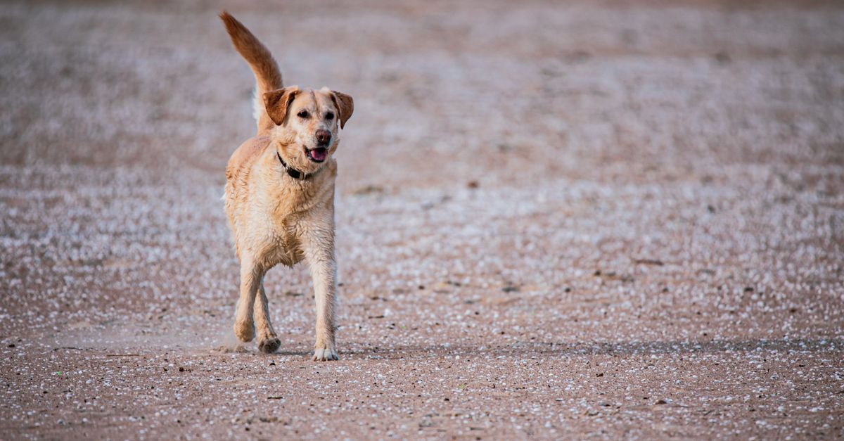 découvrez les meilleures races de chiens pour courir : des compagnons endurants et dynamiques, adaptés à vos sorties et à votre rythme.
