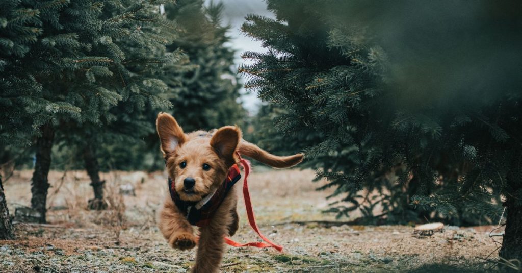 découvrez les meilleures races de chiens pour courir : des compagnons endurants et énergiques, adaptés à vos sorties et à votre rythme.