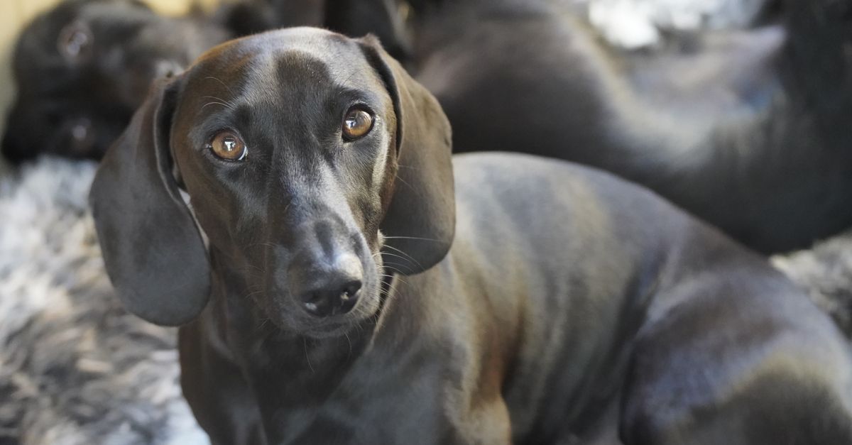 Chien noir à poil ras et oreilles tombantes, regard ambré tourné vers l’objectif, allongé sur un tapis