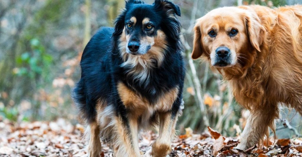 Un chien noir et feu à poil mi-long et un chien roux à poil long marchant sur des feuilles mortes en forêt