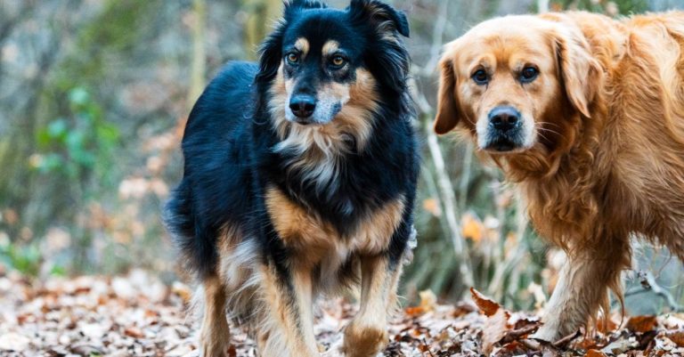 Un chien noir et feu à poil mi-long et un chien roux à poil long marchant sur des feuilles mortes en forêt