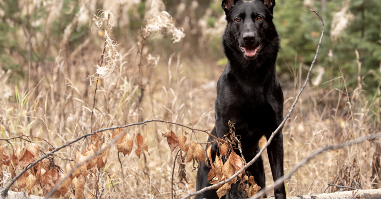 découvrez le berger allemand noir : son caractère, ses besoins, son éducation et les conseils pour prendre soin de ce chien loyal et intelligent.
