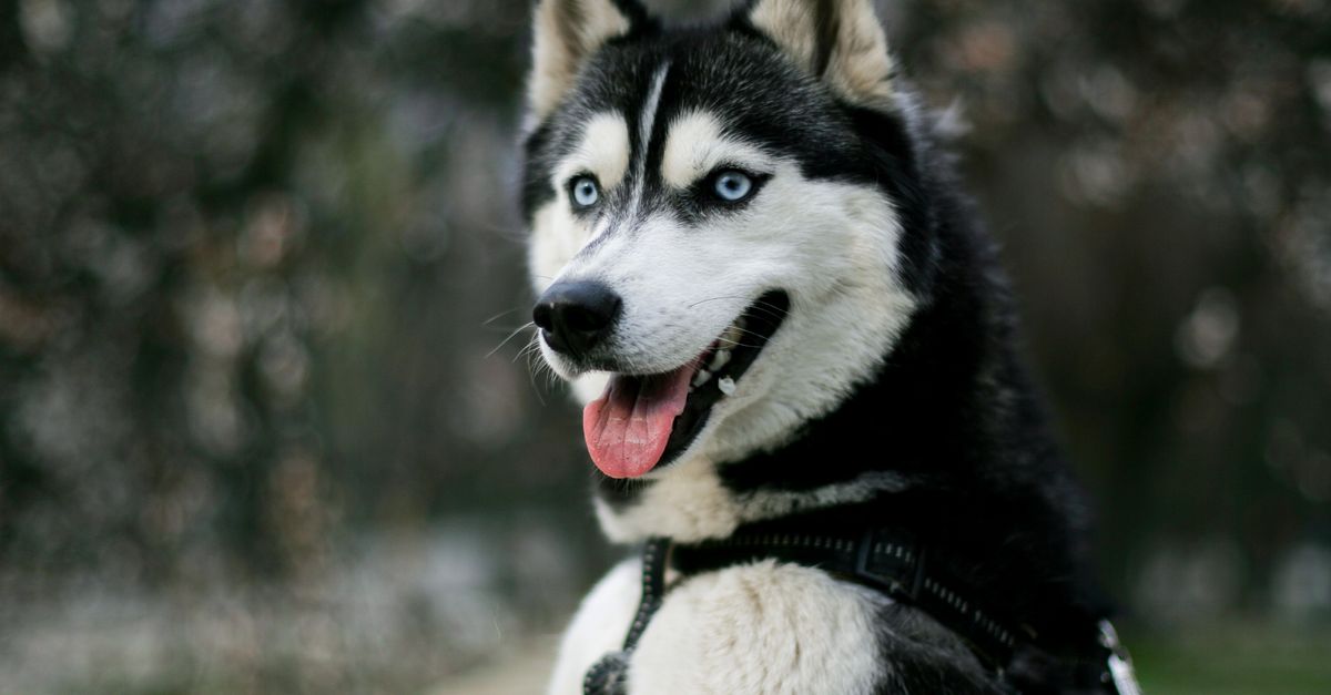 découvrez les races de chiens aux yeux bleus, leurs caractéristiques, leur tempérament et les soins nécessaires pour choisir le compagnon idéal.