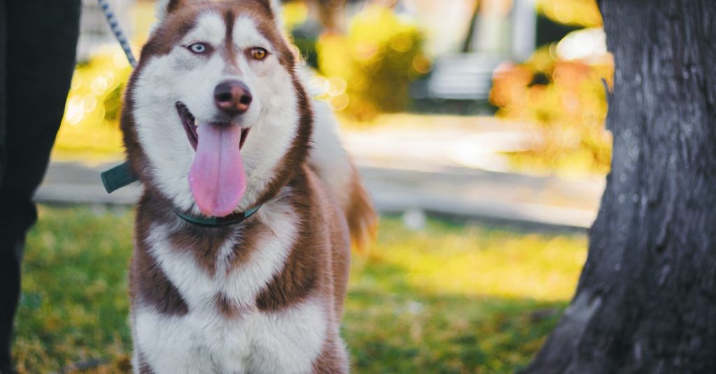 découvrez les races de chiens aux yeux bleus, leurs caractéristiques, leur tempérament et les soins adaptés à leur bien-être.