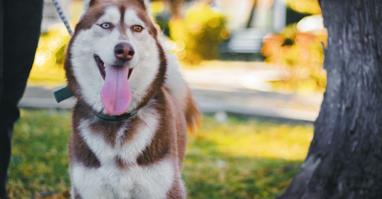 découvrez les races de chiens aux yeux bleus, leurs caractéristiques, leur tempérament et les soins adaptés à leur bien-être.