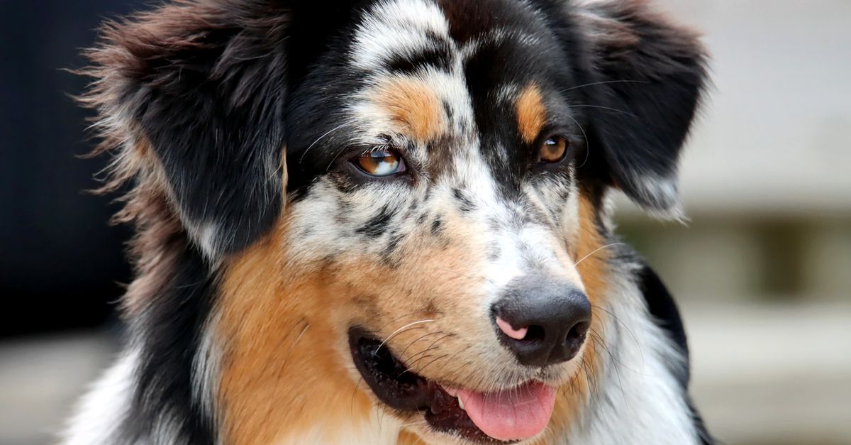 découvrez les chiens blue merle, reconnaissables à leur robe marbrée unique, et apprenez-en plus sur leurs races, leur tempérament et leurs besoins.
