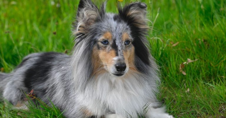découvrez les chiens blue merle, reconnaissables à leur robe marbrée aux nuances de bleu, de gris et de noir, ainsi qu’à leur apparence unique.