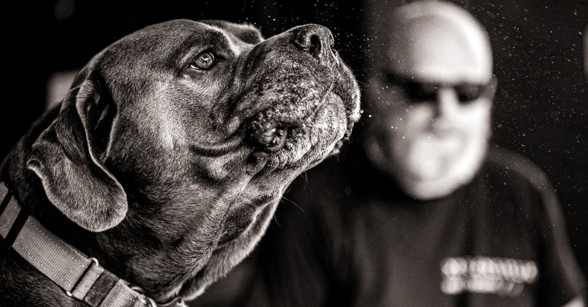 découvrez la classification du cane corso : groupe fci, origine et caractéristiques de ce chien de type molossoïde.