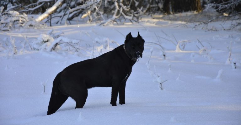 découvrez la classification du cane corso, son groupe, son origine et les principales caractéristiques de cette race de chien.