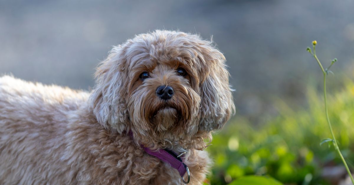 découvrez le cavapoo, un chien affectueux issu du cavalier king charles et du caniche : caractère, taille, entretien et conseils pour bien l’accueillir.