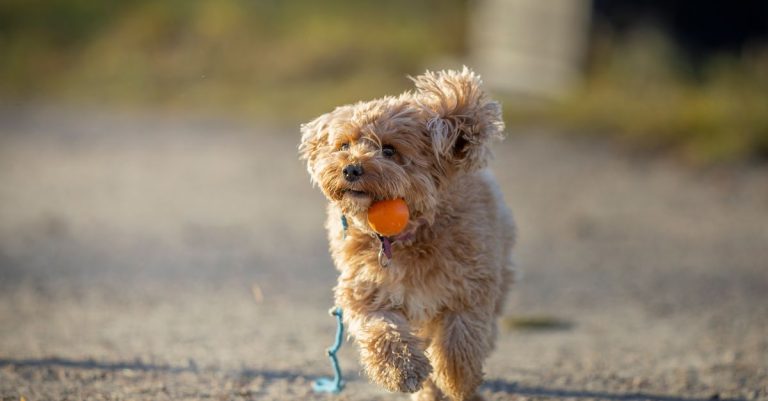 découvrez le cavapoo, un chien affectueux et intelligent issu du croisement entre le cavalier king charles et le caniche. caractère, entretien et conseils.