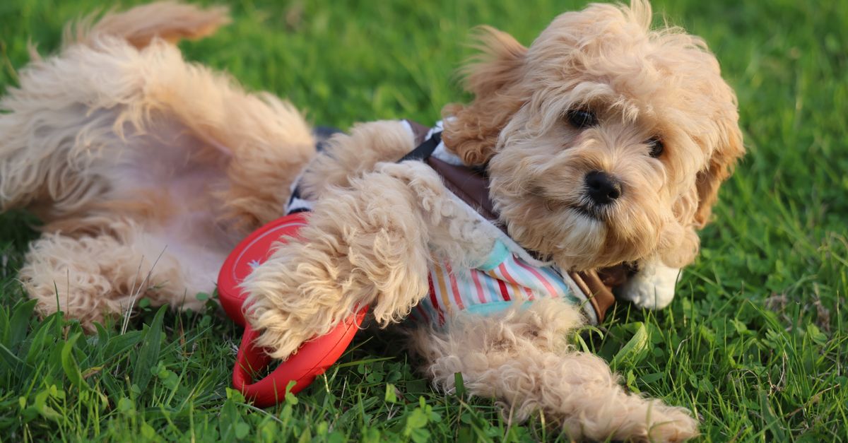 découvrez le cockapoo, un chien issu du croisement entre le cocker et le caniche : caractère, besoins, entretien et conseils pour bien l’accueillir.
