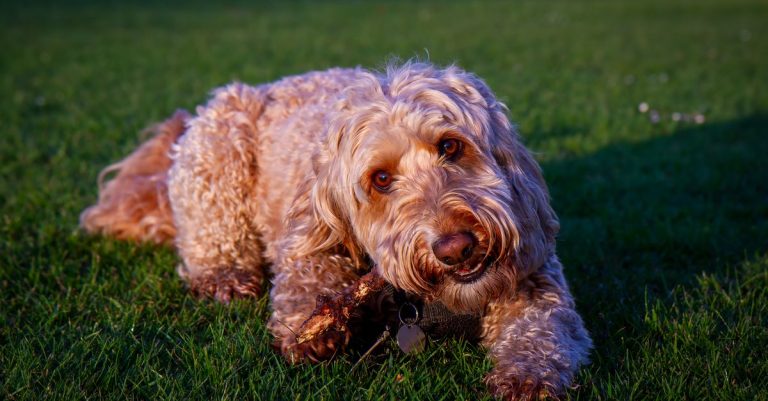 découvrez le cockapoo, un chien affectueux et intelligent issu du cocker spaniel et du caniche : caractère, entretien, santé et conseils pour bien l’accueillir.