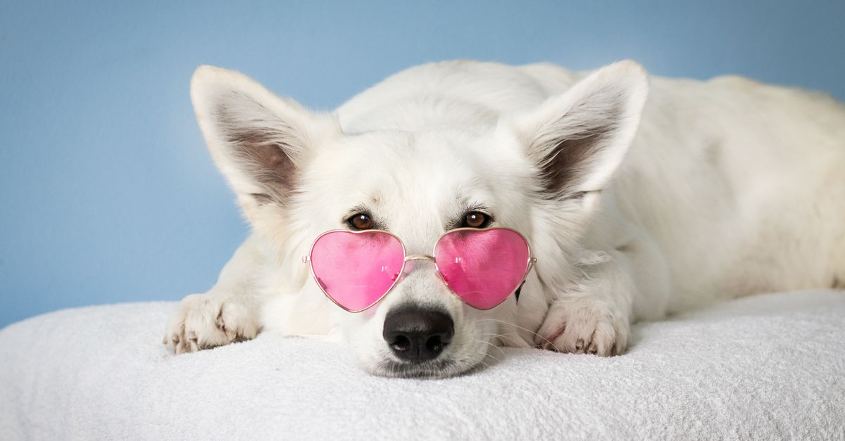 découvrez des conseils pratiques pour rafraîchir votre chien par temps chaud et prévenir les risques liés à la chaleur.