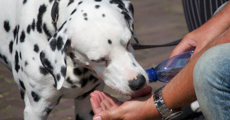 découvrez comment rafraîchir votre chien par temps chaud grâce à des conseils simples pour prévenir la surchauffe et préserver son bien-être.