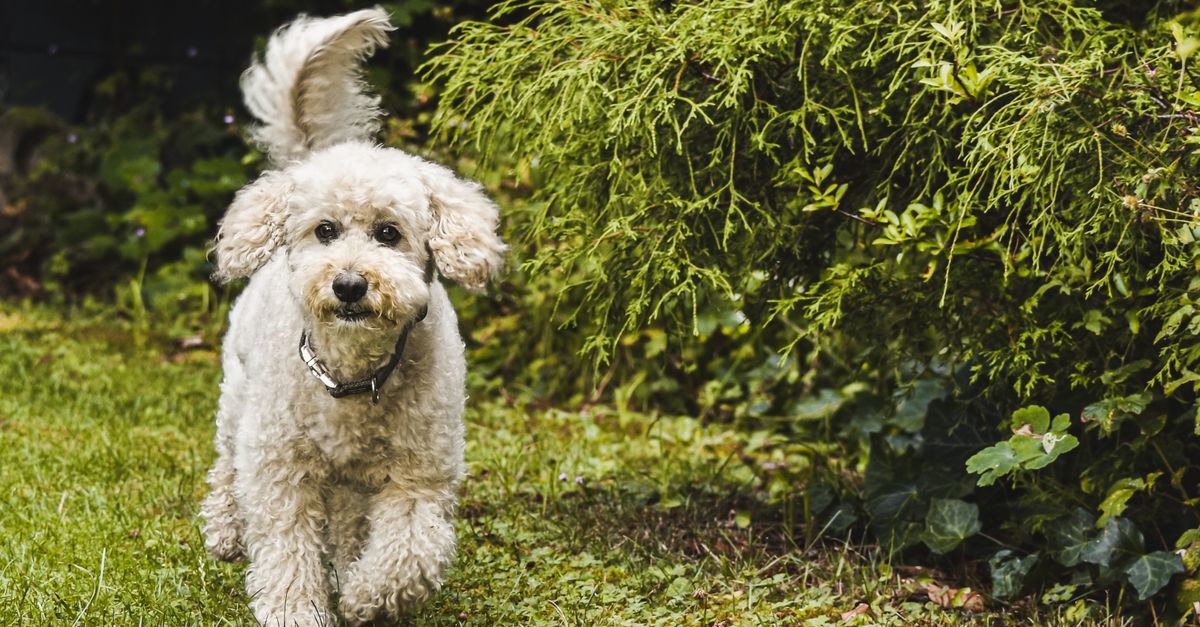 découvrez les races de chiens à poil bouclé, leurs caractéristiques, leur tempérament et les conseils essentiels pour entretenir leur pelage.