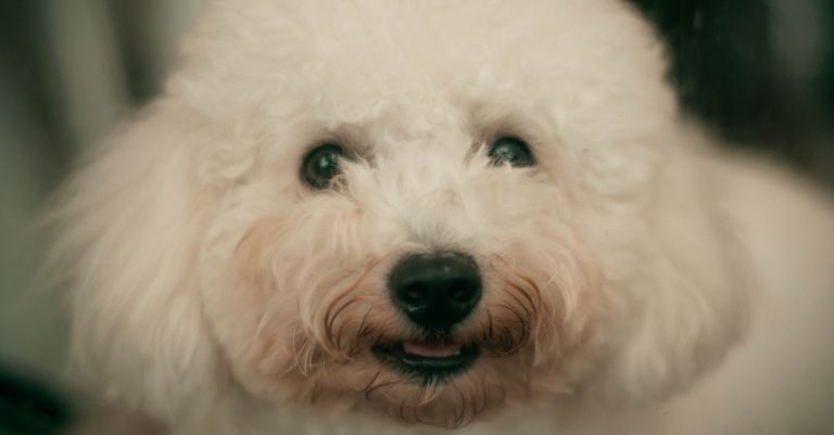 découvrez les races de chiens à poil bouclé, leurs caractéristiques, leur tempérament et les conseils essentiels pour prendre soin de leur pelage.