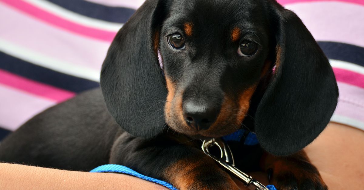 Chiot teckel noir et feu à poil ras, tenu dans les bras avec une laisse bleue