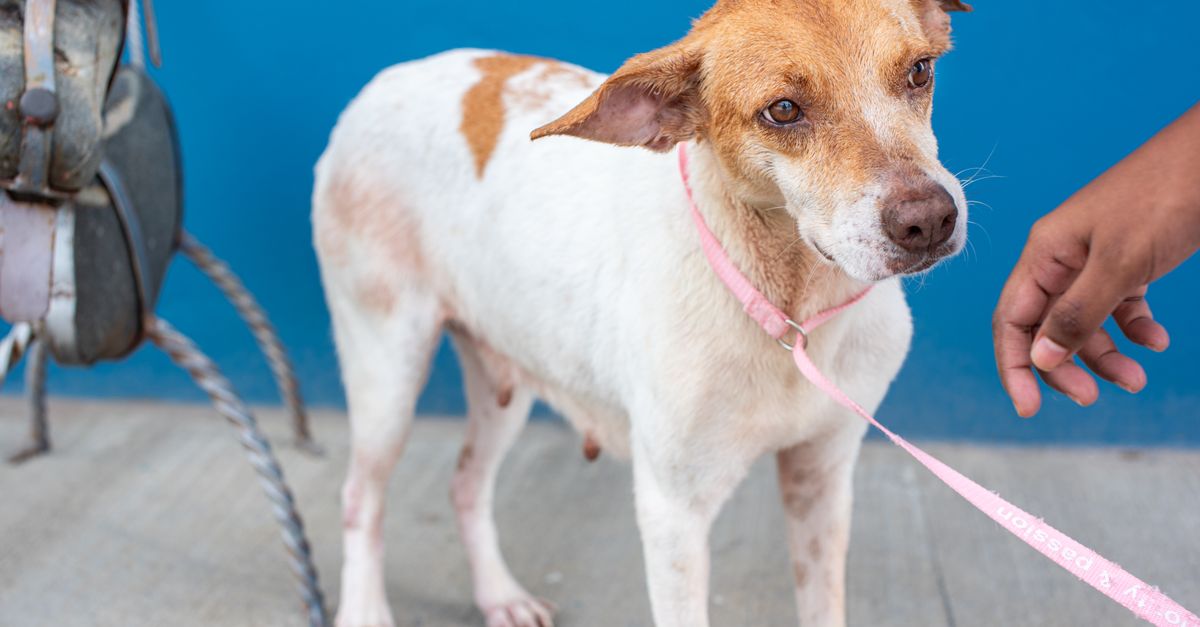 découvrez les étapes pour adopter un chien : conseils pratiques, choix du compagnon idéal et préparation de votre foyer.