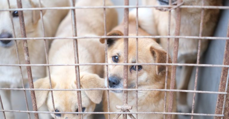 Adopter un chien : démarches, coût et choix entre refuge et élevage