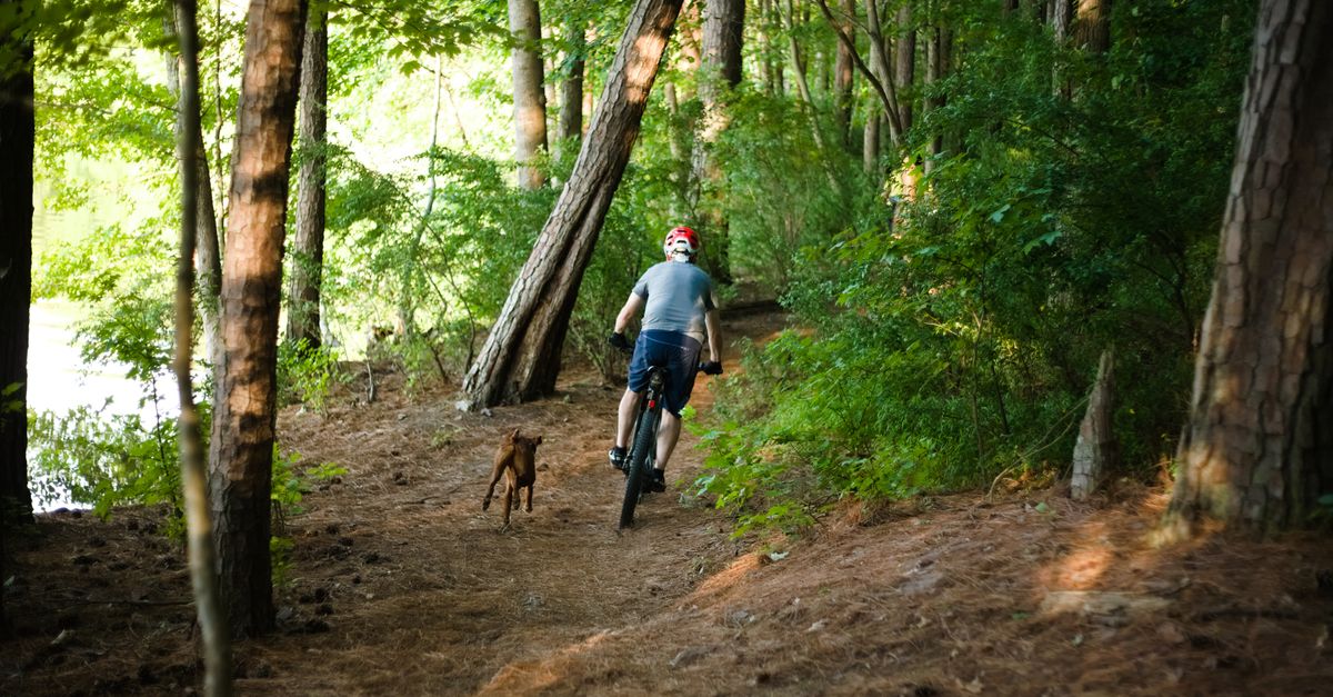 Cycliste sur un sentier en forêt, suivi par un chien au pelage fauve