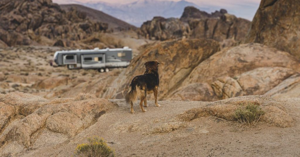 Remorque vélo pour chien : comment la choisir
