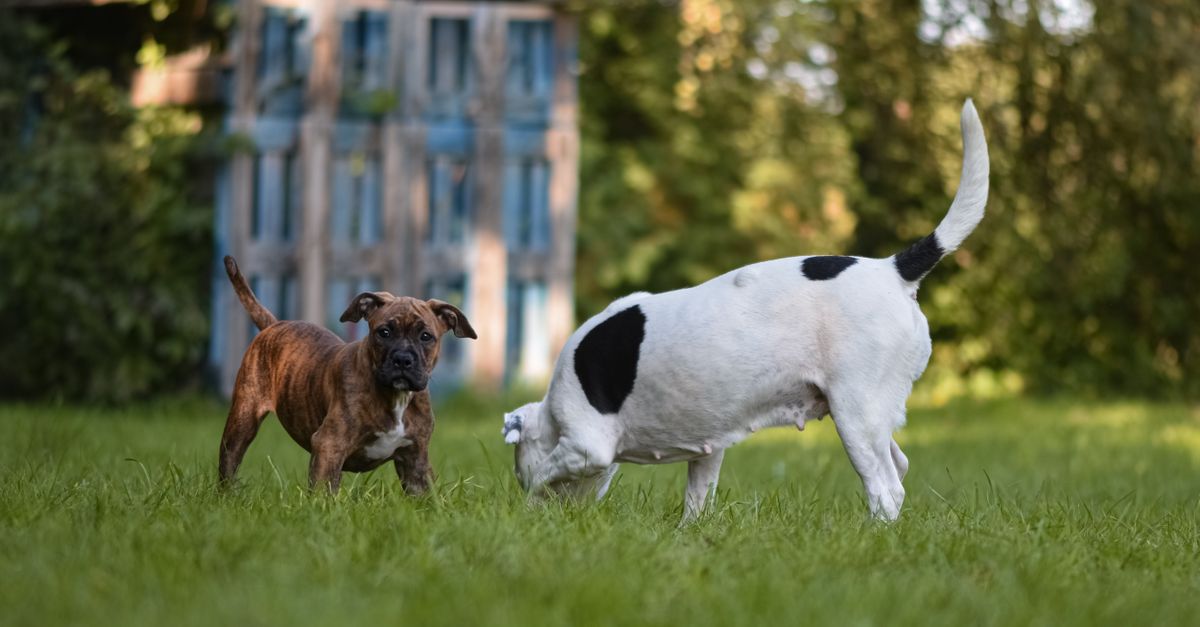 découvrez les races de chiens non reconnues par la fci, leurs origines, leurs caractéristiques et les raisons de leur absence dans la classification officielle.