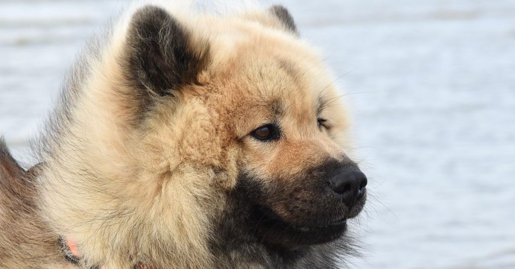 découvrez les races de chiens non reconnues par la fci, leurs origines, leurs caractéristiques et les raisons de leur absence dans la classification officielle.
