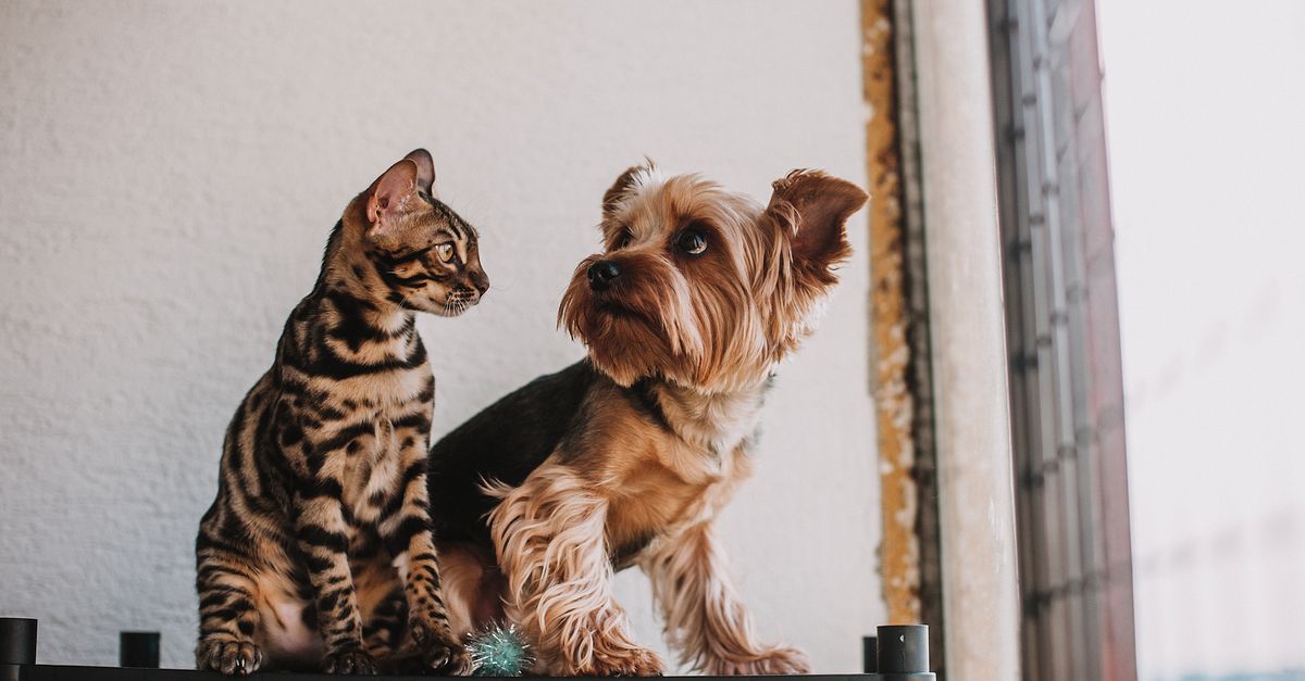découvrez les races de chiens réputées pour bien s’entendre avec les chats et nos conseils pour favoriser une cohabitation harmonieuse.