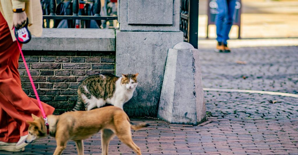 découvrez les races de chiens qui s’entendent bien avec les chats et nos conseils pour favoriser une cohabitation harmonieuse entre vos animaux.