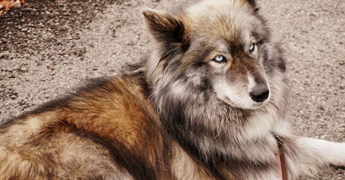 découvrez les races de chiens qui ressemblent à des lions, du majestueux chow-chow au léonberg, et apprenez ce qui rend leur allure si impressionnante.