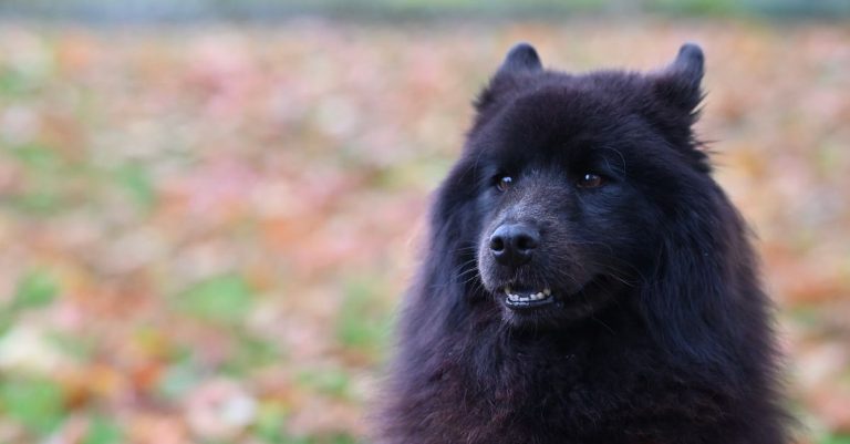 découvrez les races de chiens qui ressemblent à des lions, avec leur apparence majestueuse, leurs caractéristiques et des conseils pour mieux les connaître.