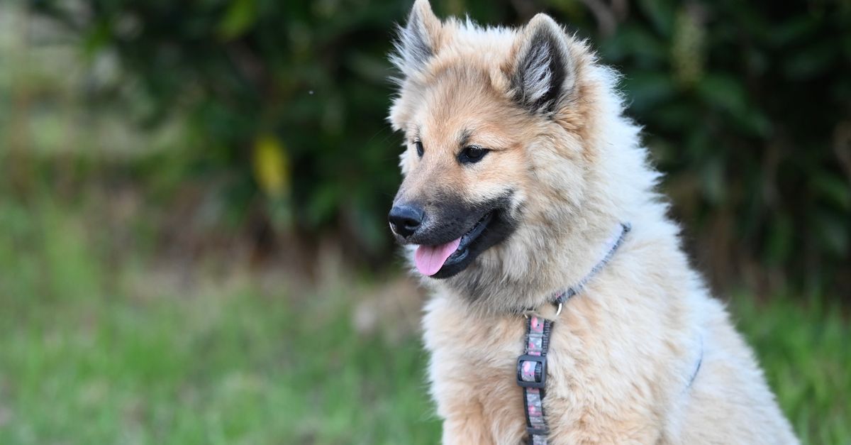 découvrez les races de chiens qui supportent mieux la solitude, leurs besoins et les conseils pour les aider à rester seuls sereinement.