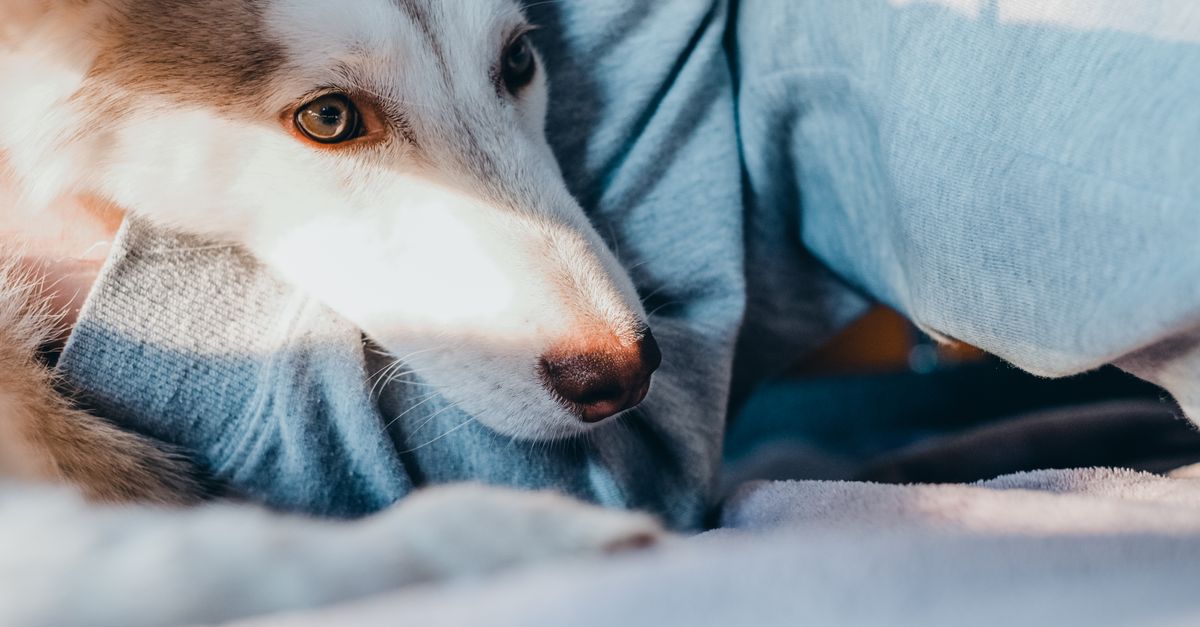 Chien au pelage gris et blanc qui pose son museau contre une personne en jean