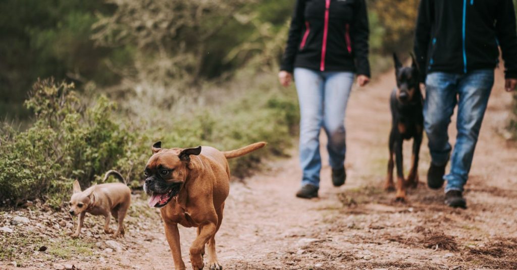 Promeneurs sur un chemin de terre avec trois chiens