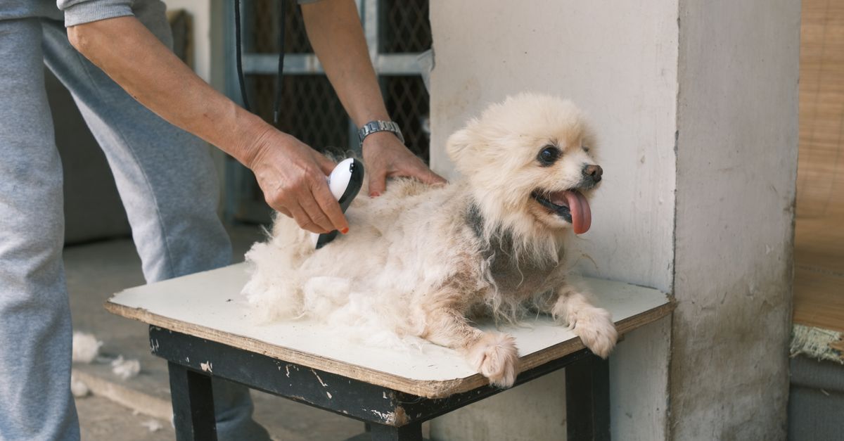 découvrez les meilleurs soins de toilettage pour chien : bain, coupe et conseils pour garder votre compagnon propre, élégant et en pleine santé.
