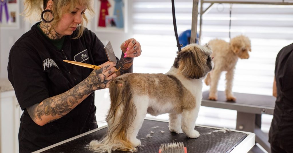 Toilettage du chien : fréquence et soins selon le type de poil