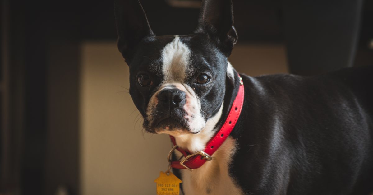 découvrez les solutions d’identification du chien, de la médaille à la puce électronique, pour le retrouver plus facilement s’il se perd.