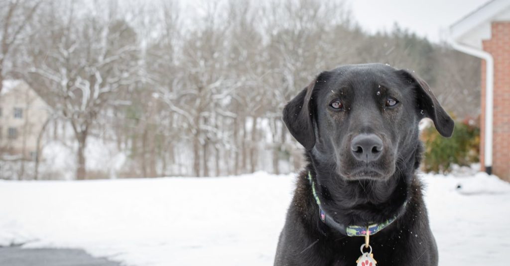 I-CAD : identification du chien, compte et changement de détenteur