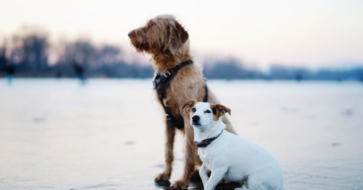 recherchez le pedigree d’un chien et découvrez ses origines, sa lignée et les informations utiles pour mieux connaître son histoire.
