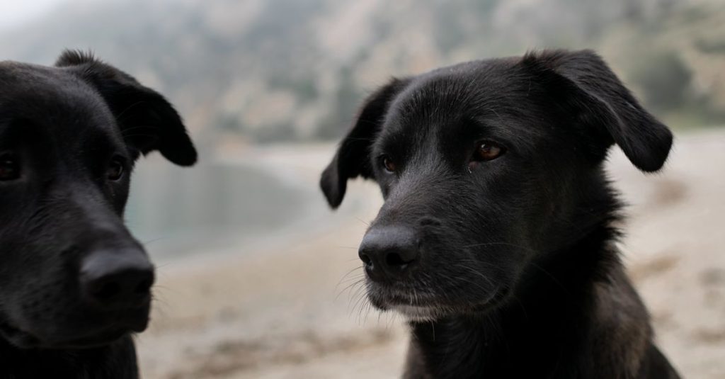 LOF Select : trouver la fiche et le pedigree d'un chien