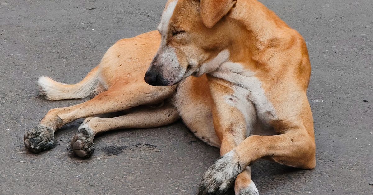 Chien roux couché sur le bitume